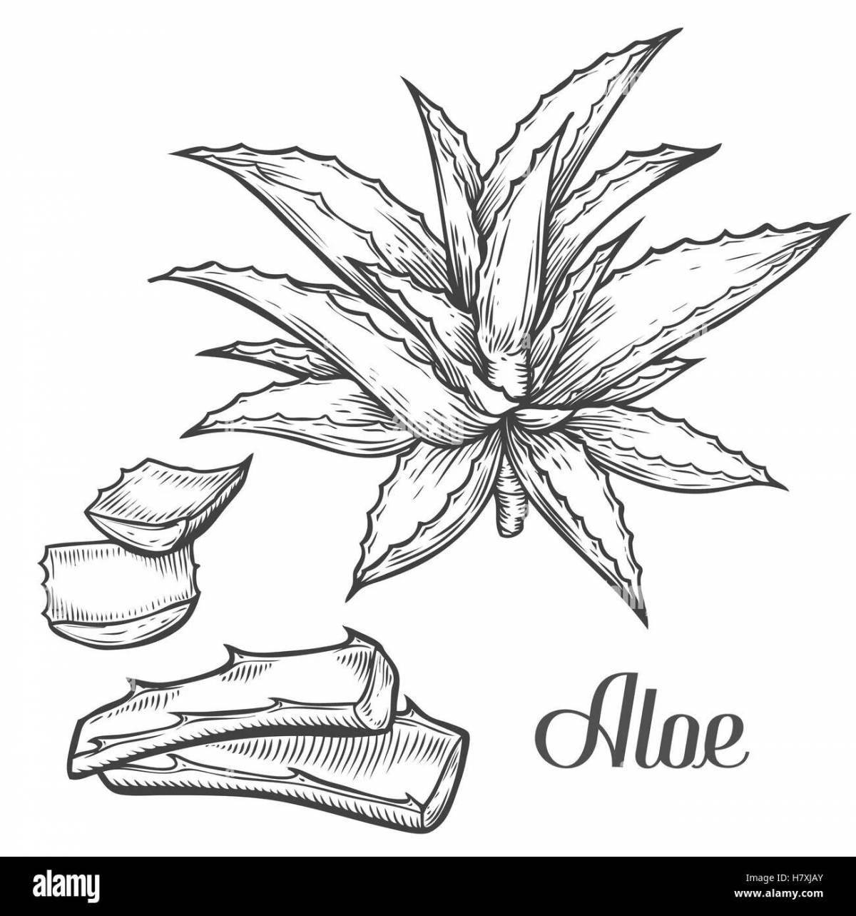 Excellent aloe coloring page for students