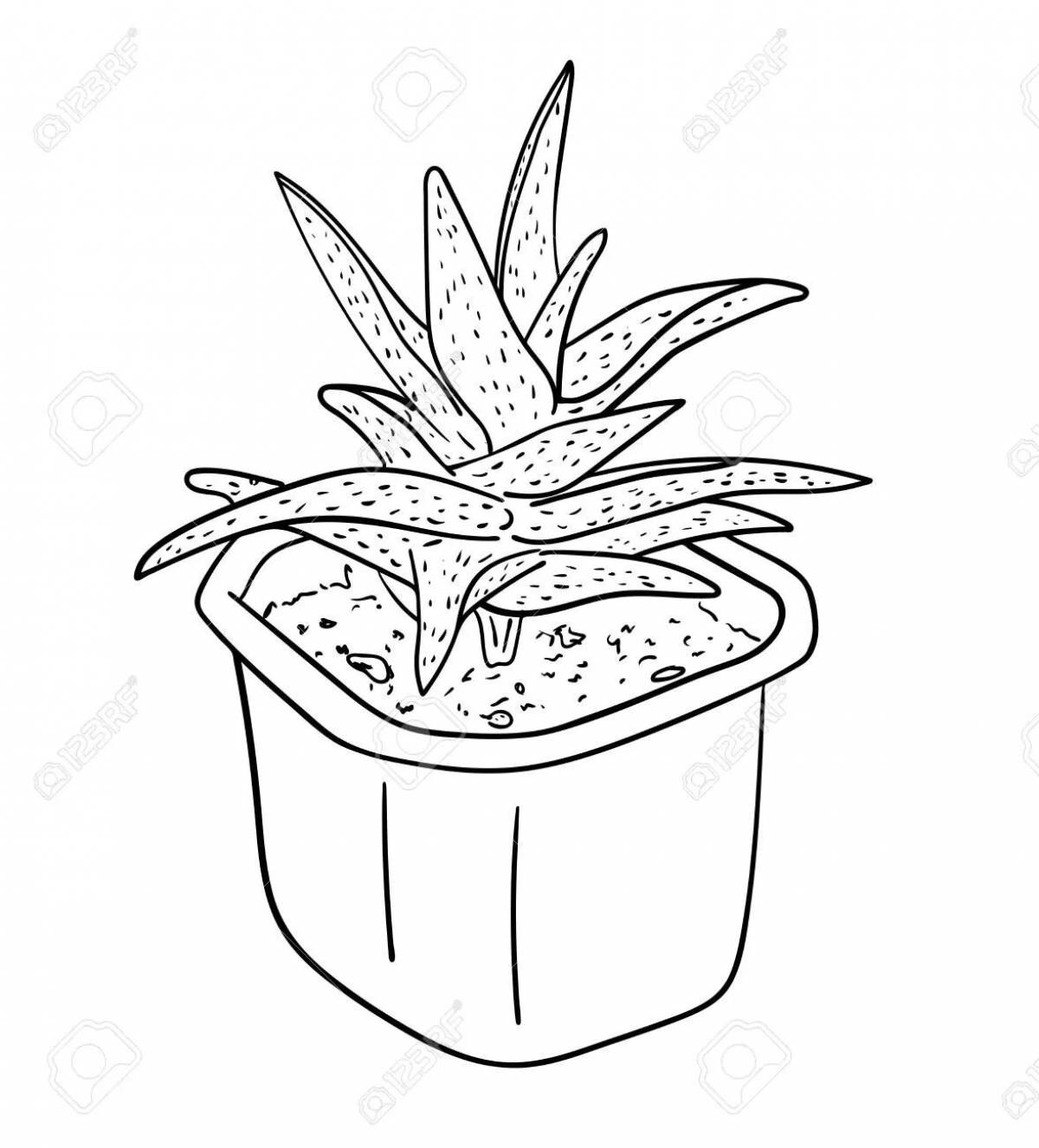 Charming aloe coloring page for beginners