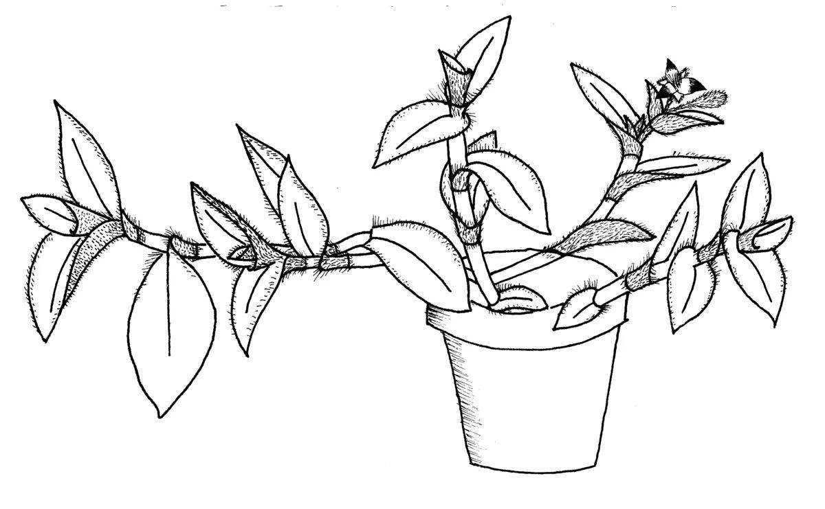 Раскраска волшебные комнатные растения для дошкольников