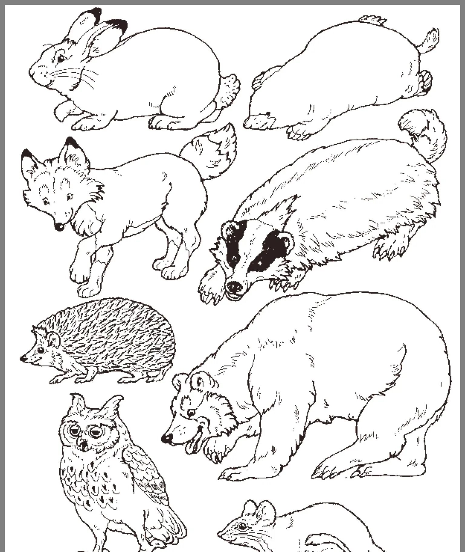 Great wild animal coloring book for preschoolers