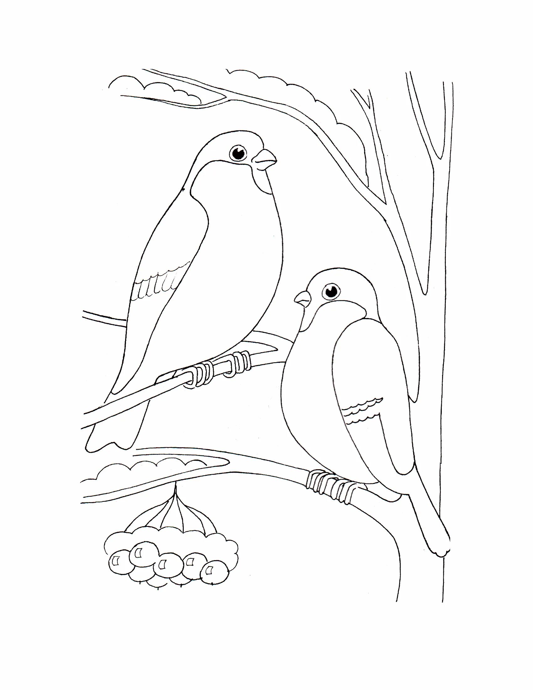 Раскраски зимние птицы раскраски для детей 3-4 лет