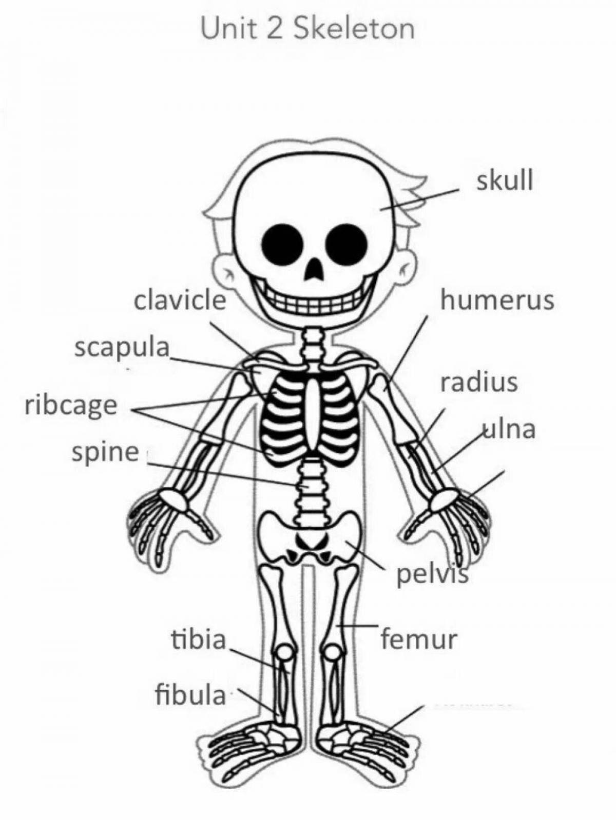 Скелет для изучения на ребенке