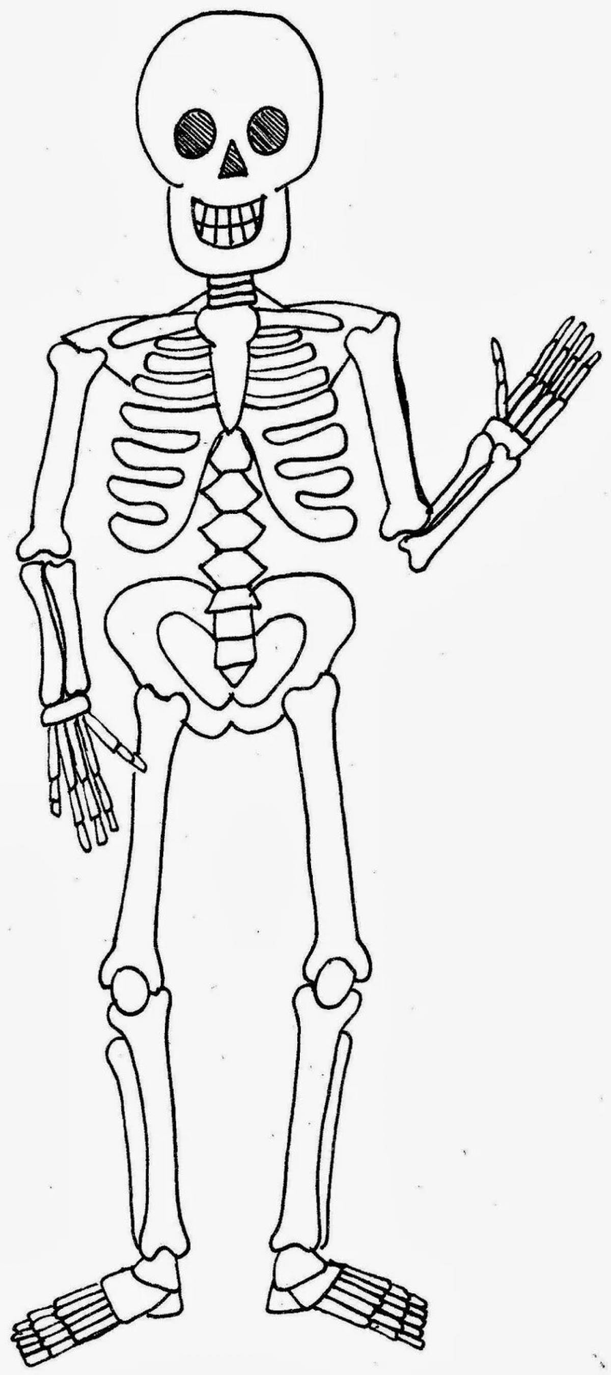 Скелет человека распечатать картинку