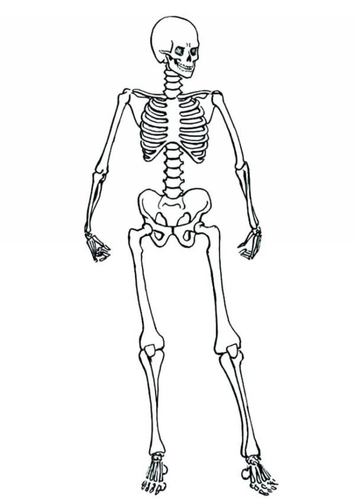 Human skeleton for kids #18