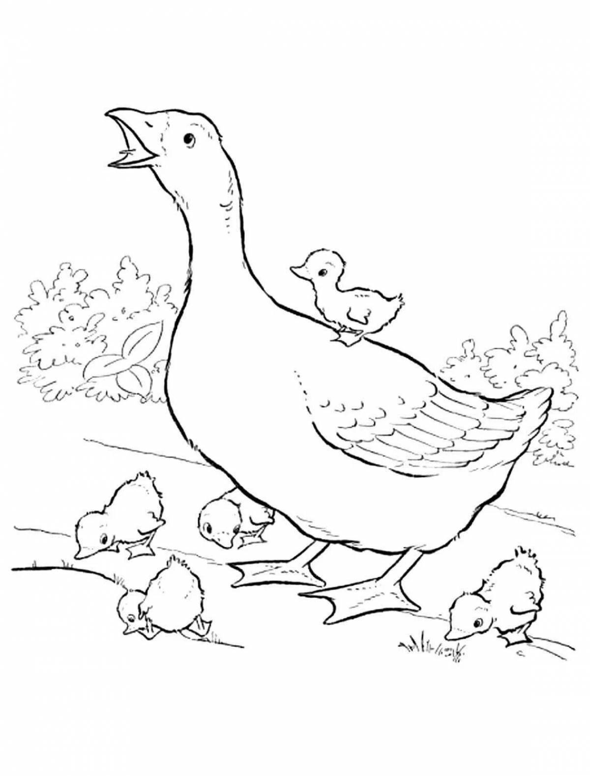 Adorable poultry coloring book for kids