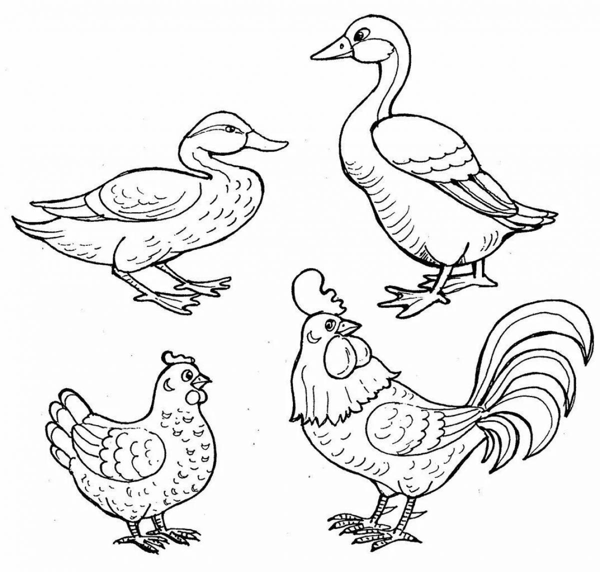 Zany poultry coloring book for kids