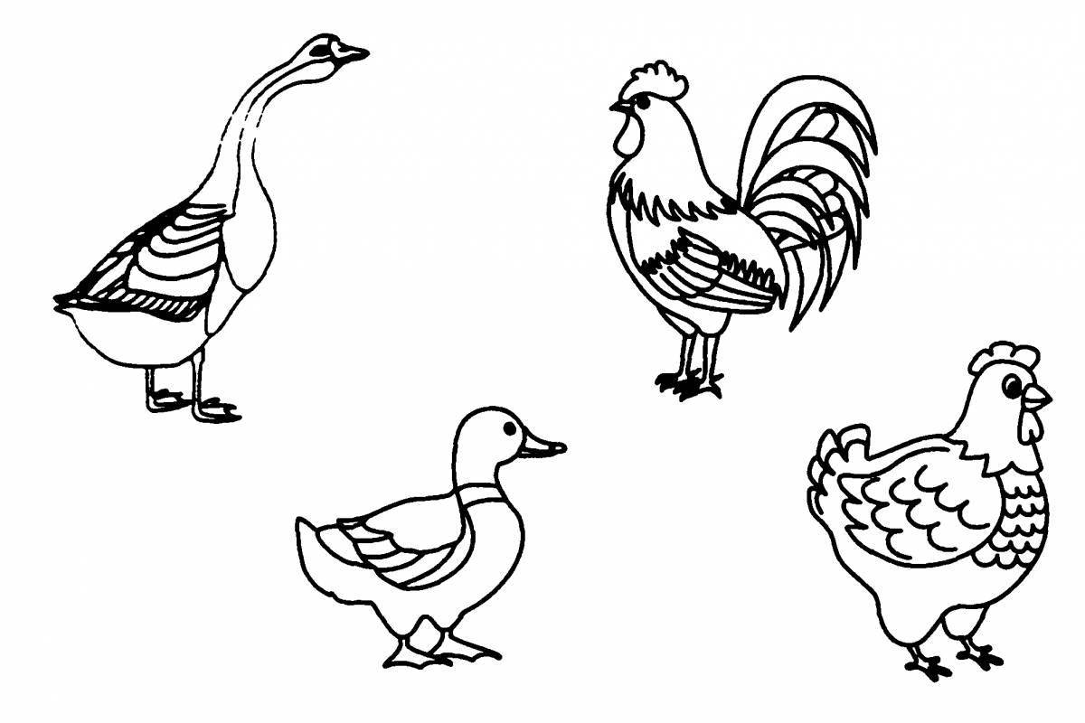 Познавательная раскраска «птица» для детей 6-7 лет