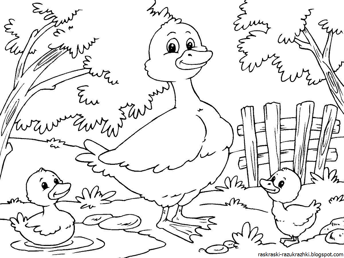 Домашние птицы для детей 6 7 лет #4