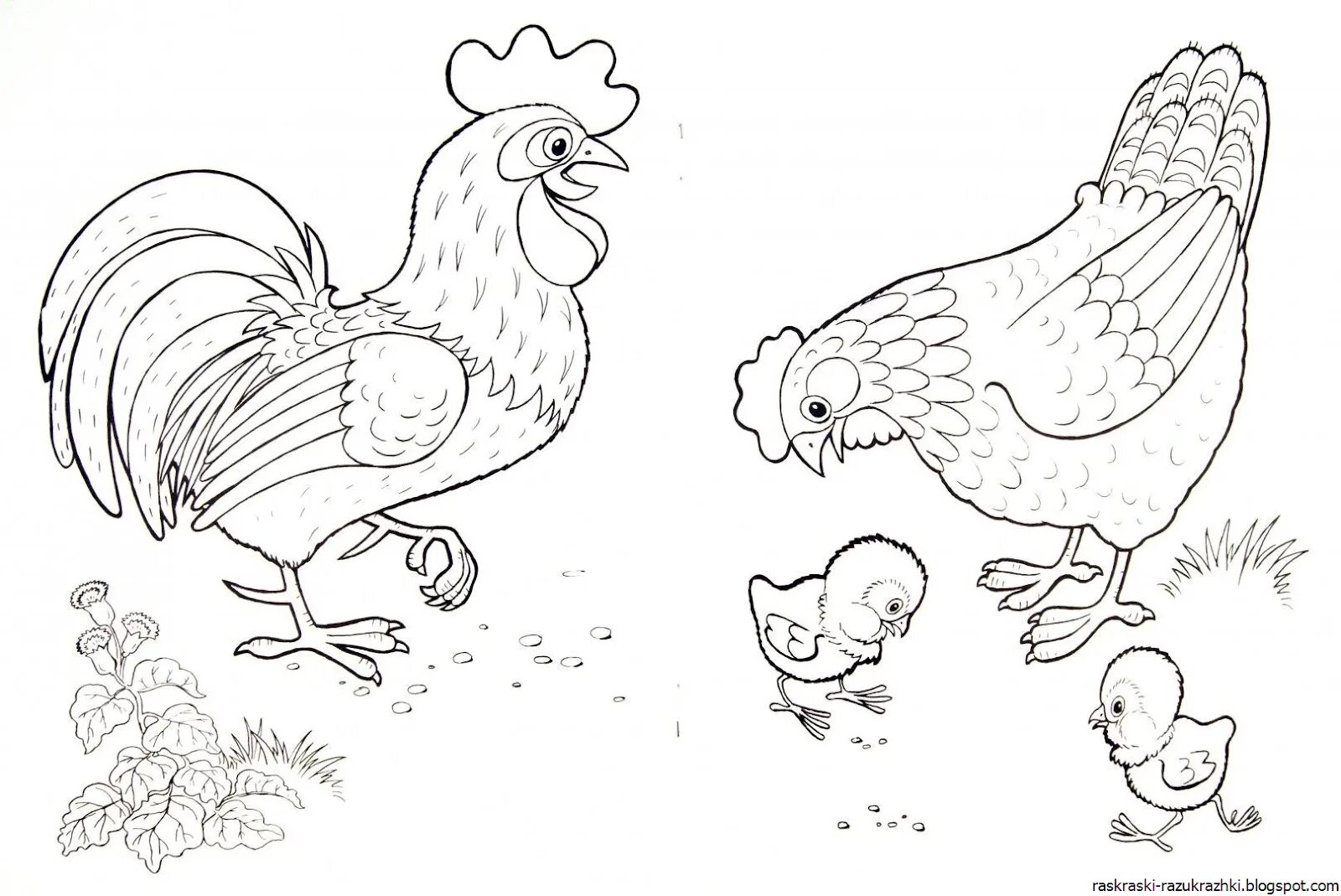 Раскраска Милая курица - распечатать бесплатно