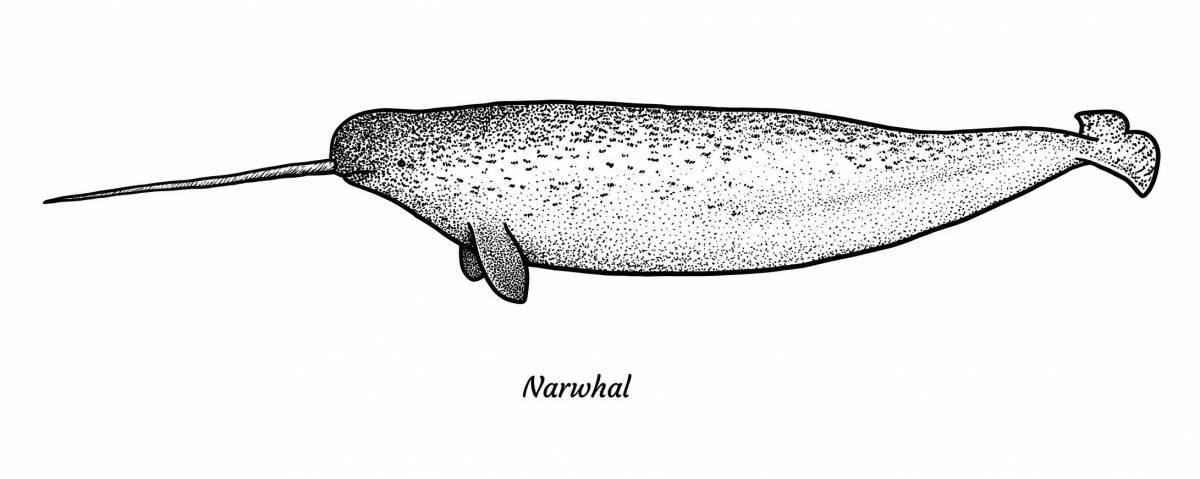 Fairytale coloring narwhal for children