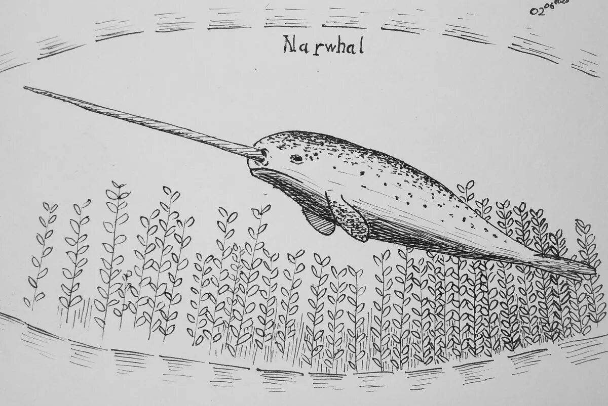 Восхитительная раскраска нарвал для детей