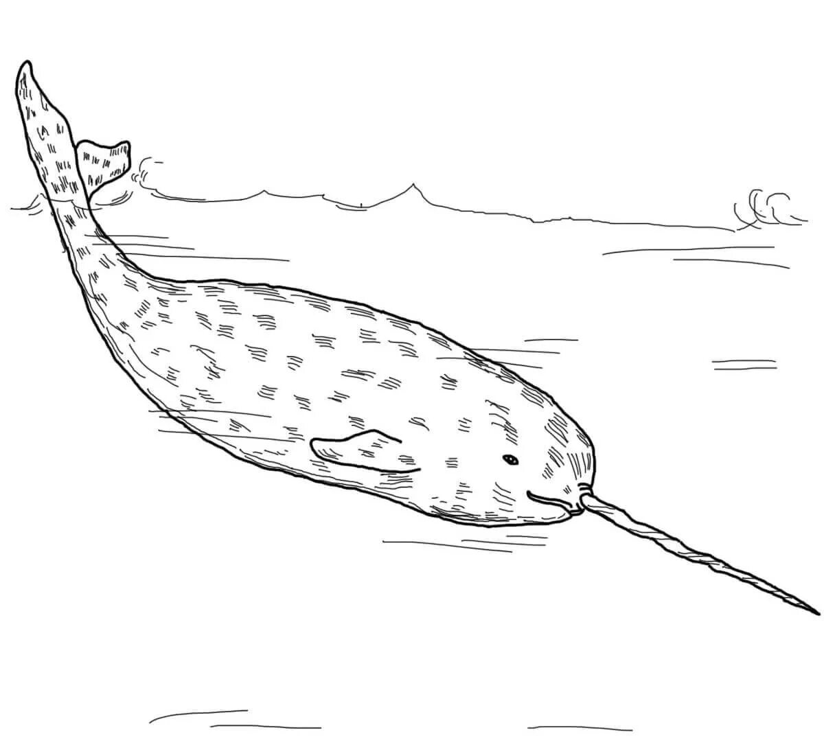 Impressive narwhal coloring book for kids