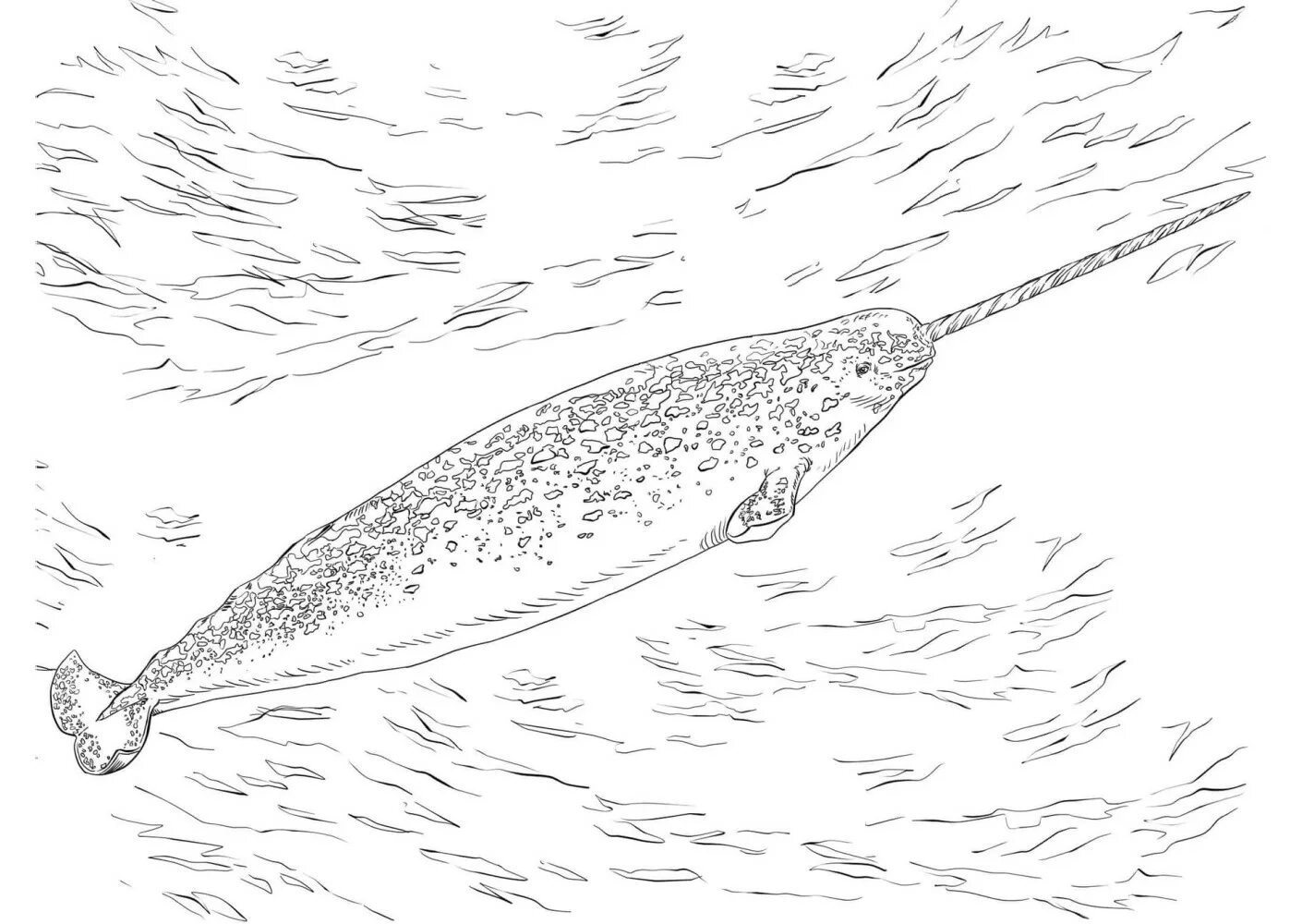 A wonderful coloring narwhal for children