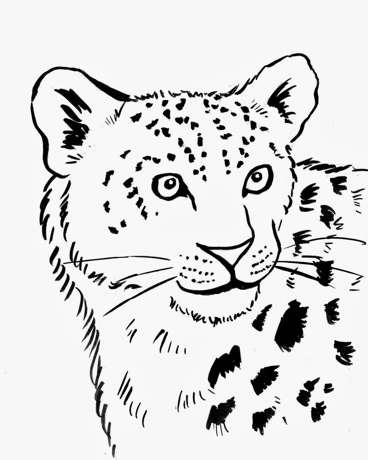 Exquisite snow leopard coloring book
