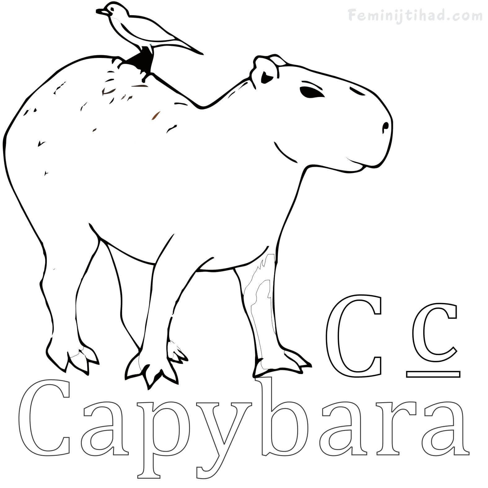 Capybara for kids #12