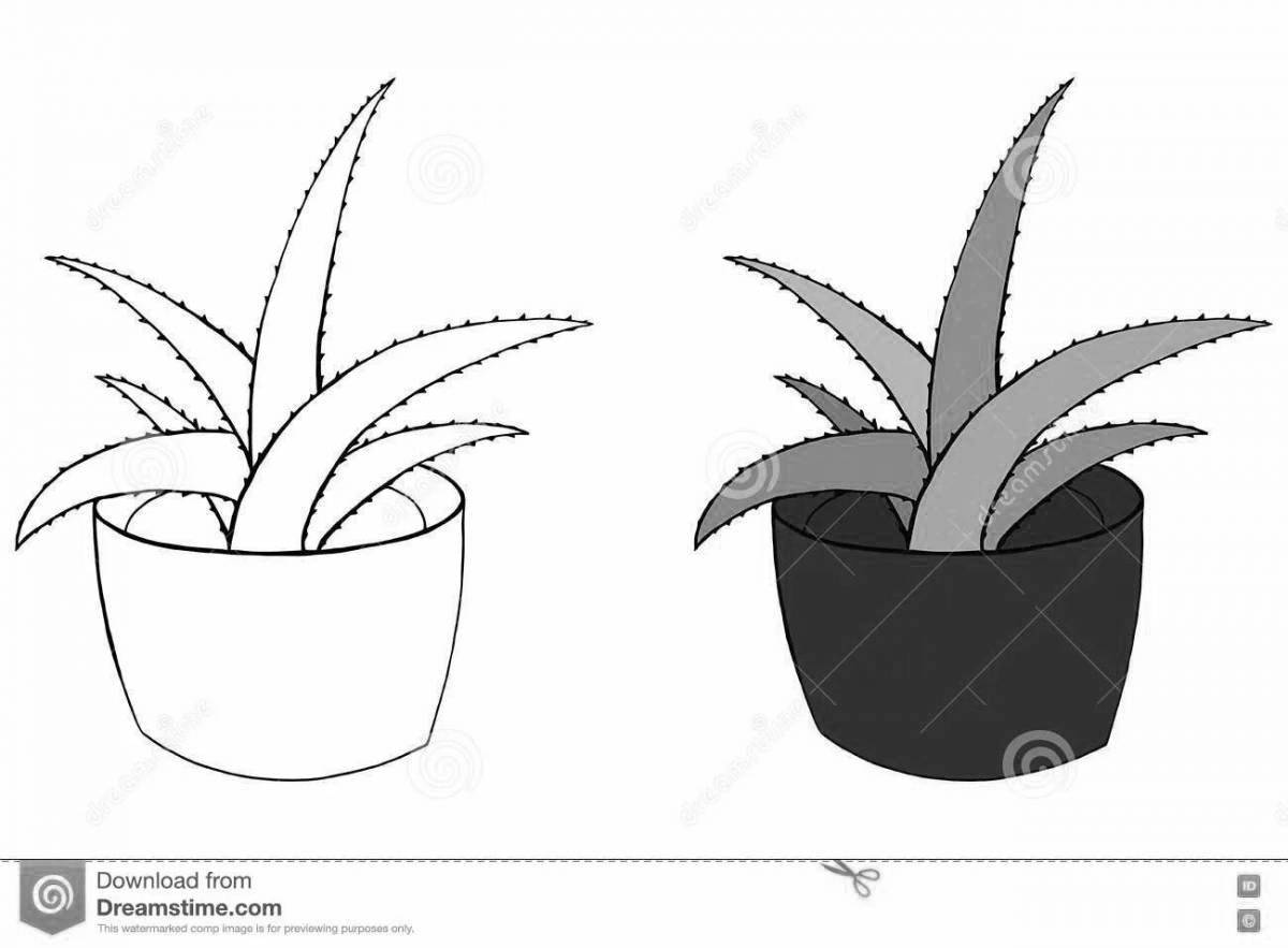 Солнечное алоэ в горшке