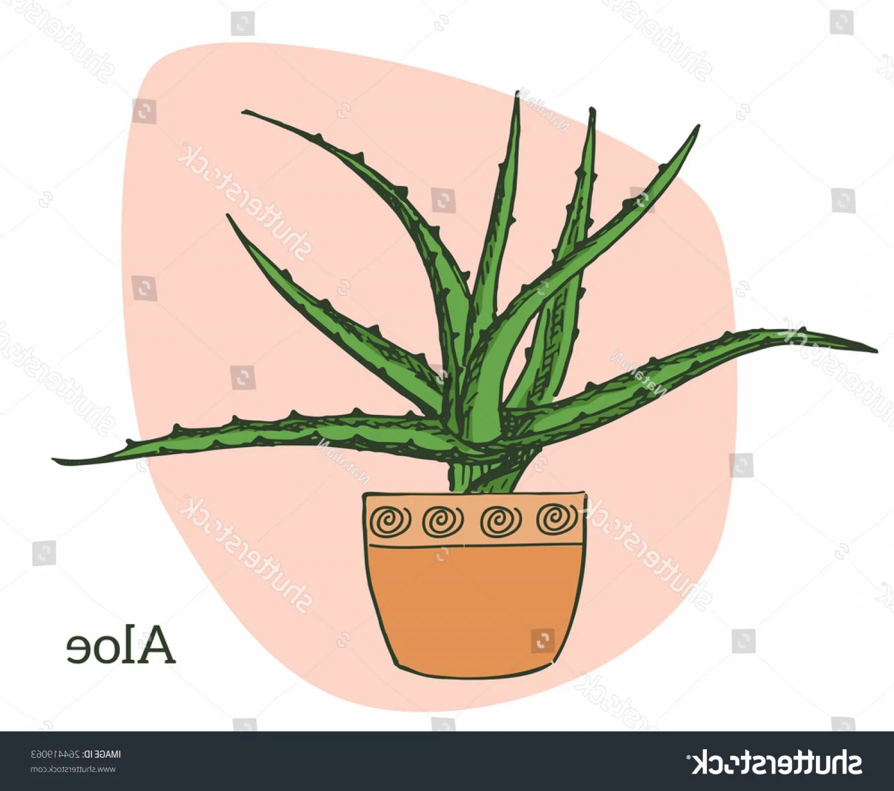 Aloe potted for kids #13