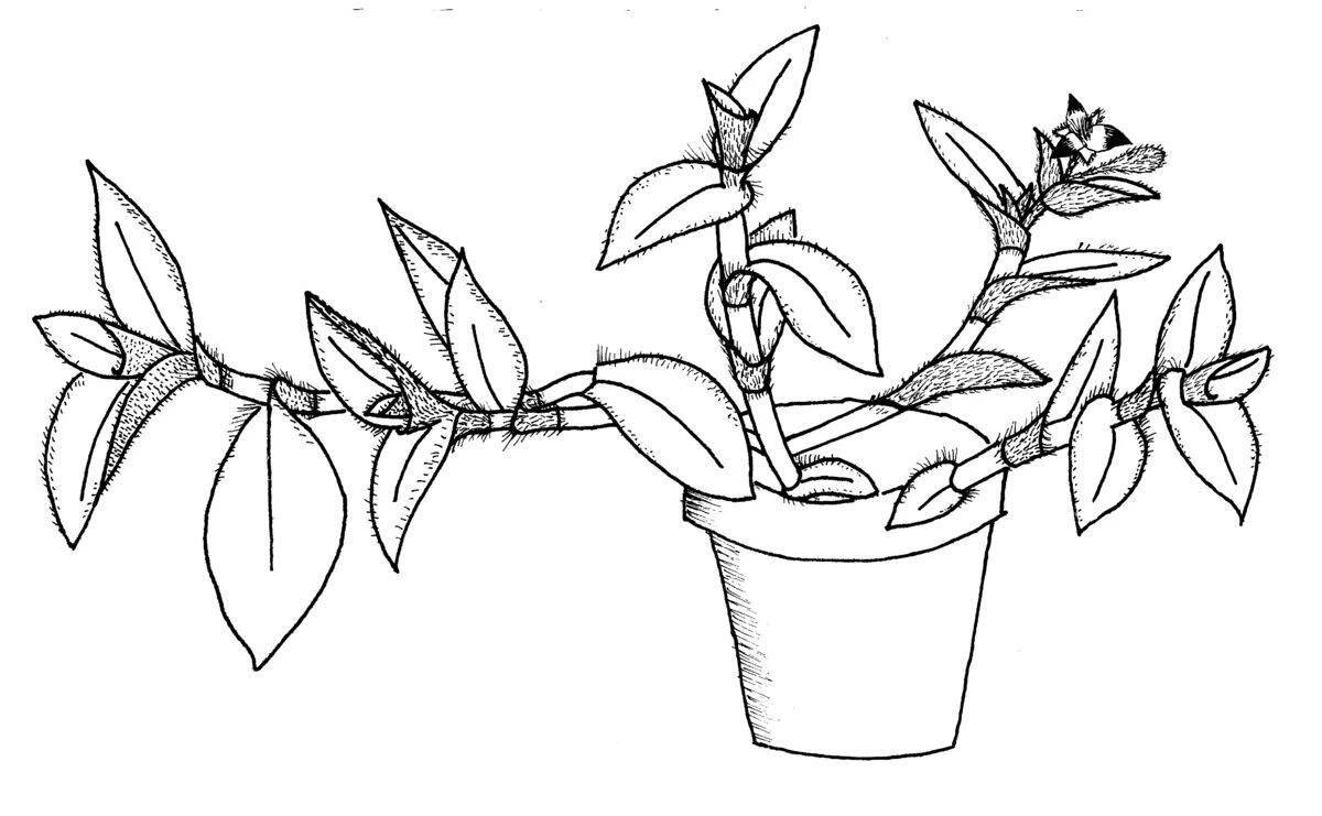 Colorful houseplants coloring page for 6-7 year olds