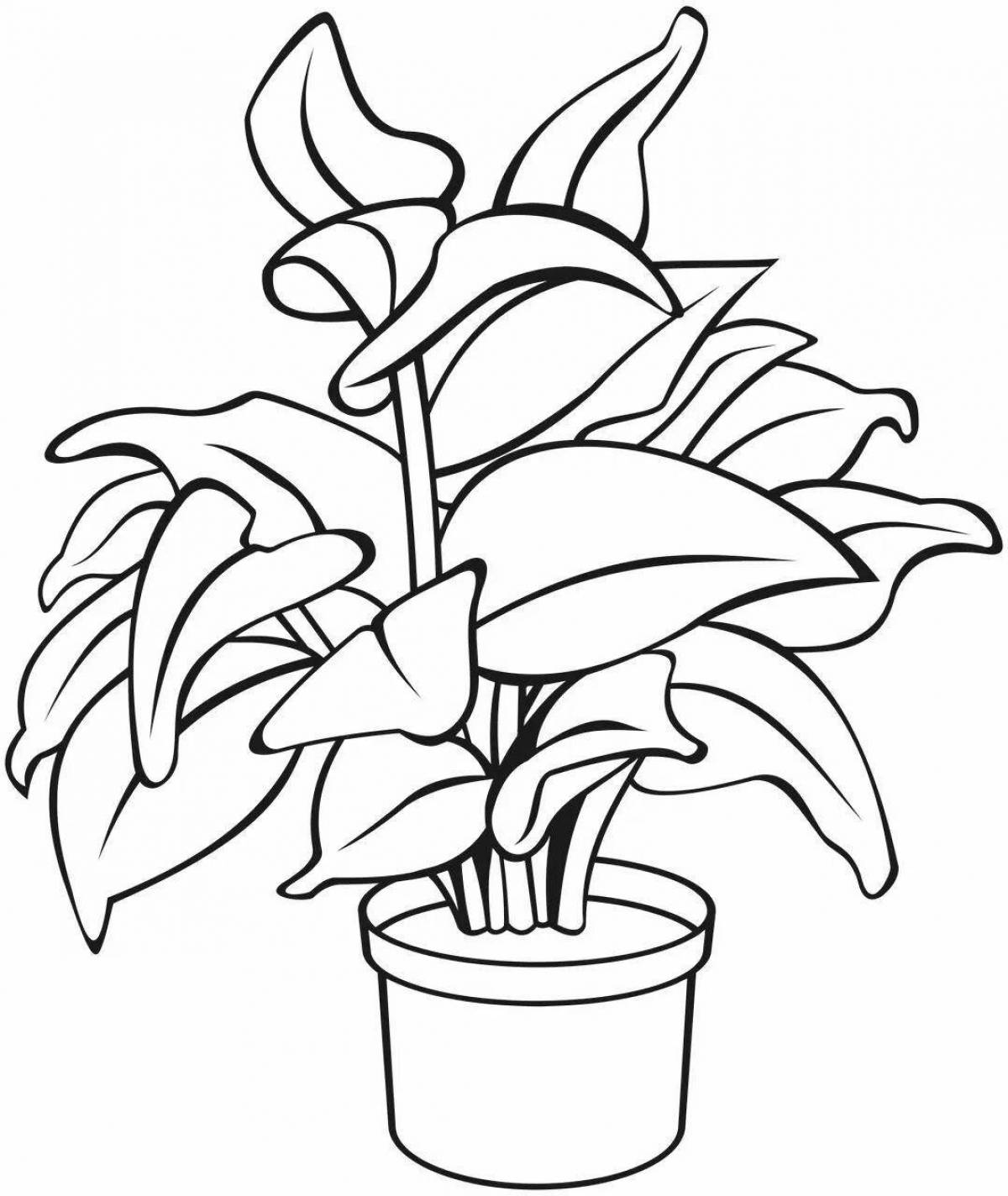 Coloring book wonderful houseplant for children 6-7 years old