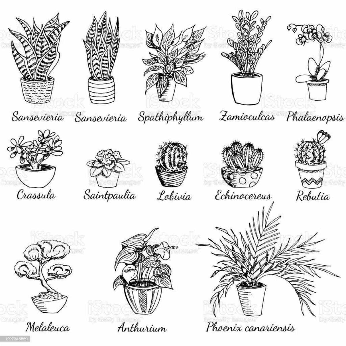 Awesome houseplant coloring pages for 6-7 year olds