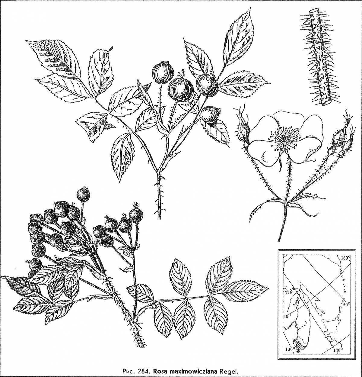 Рисунок шиповника 2 класс