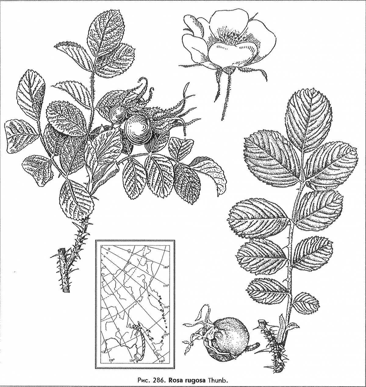 Рисунок шиповника карандашом
