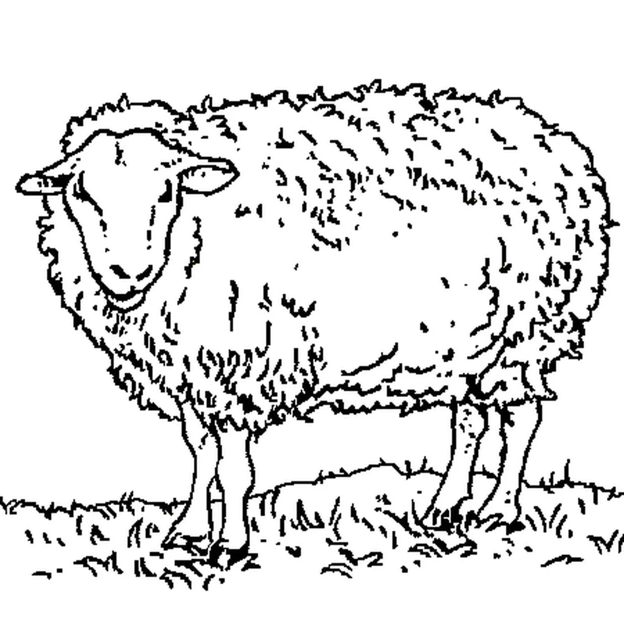 Sheep for kids #5