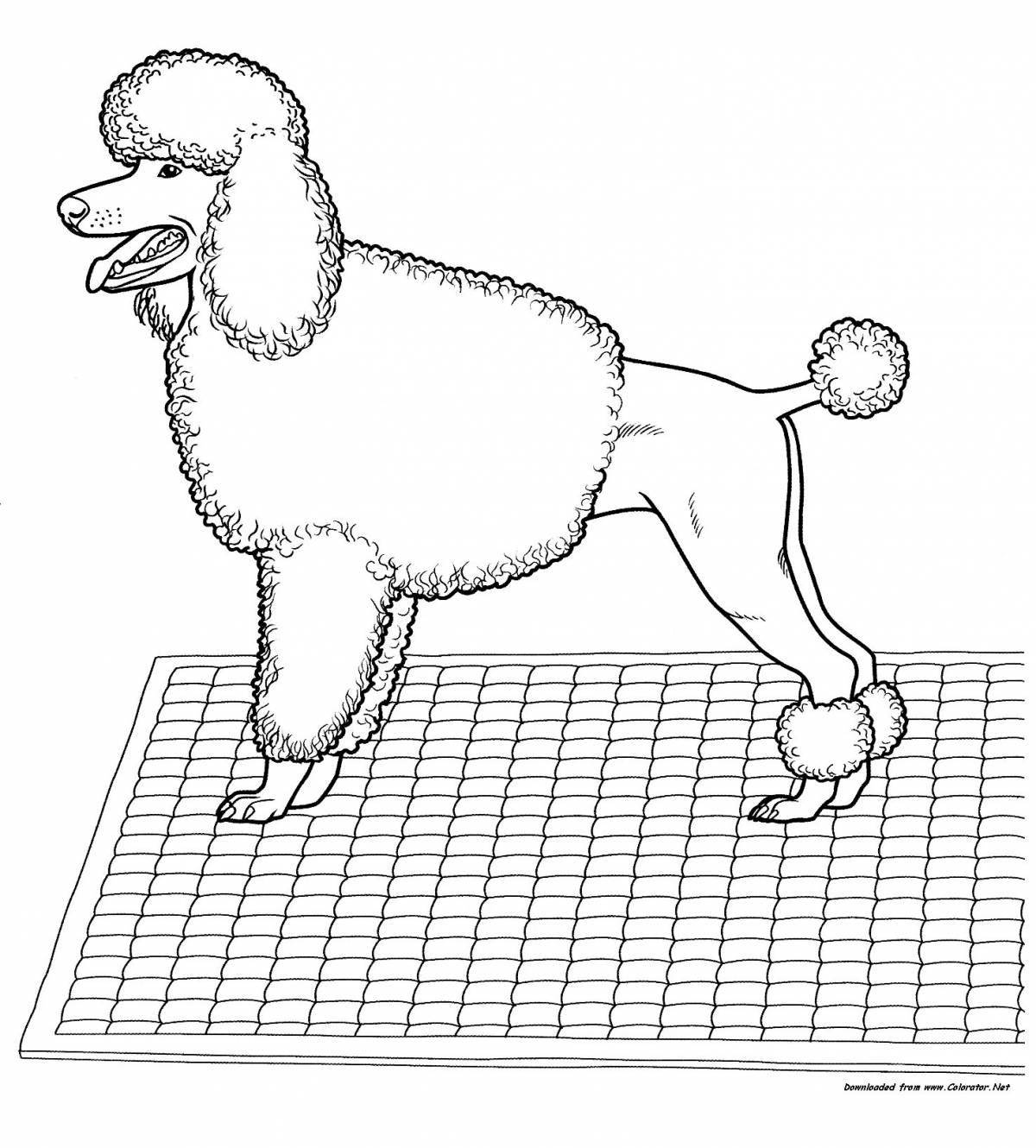 Fabulous poodle coloring pages for kids