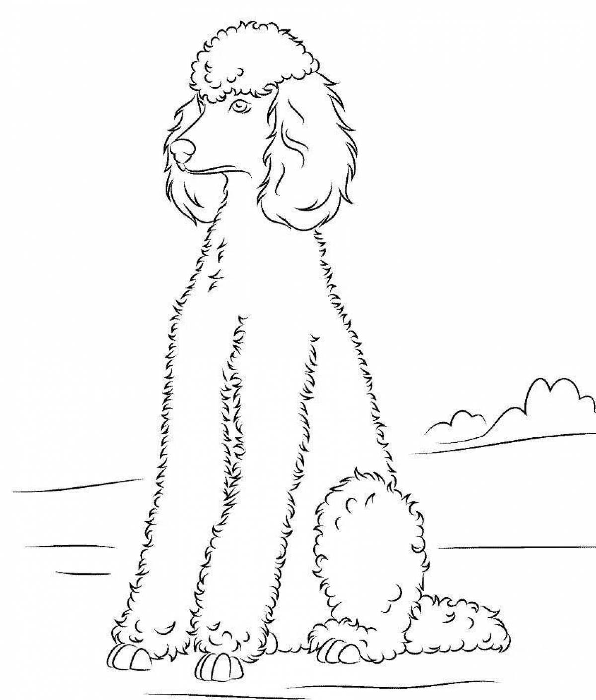 Coloring page dazzling poodle for kids