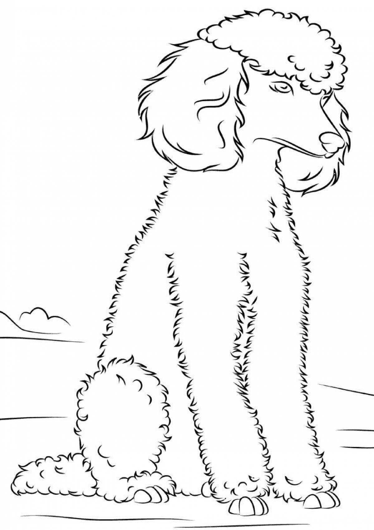 A fun poodle coloring book for kids