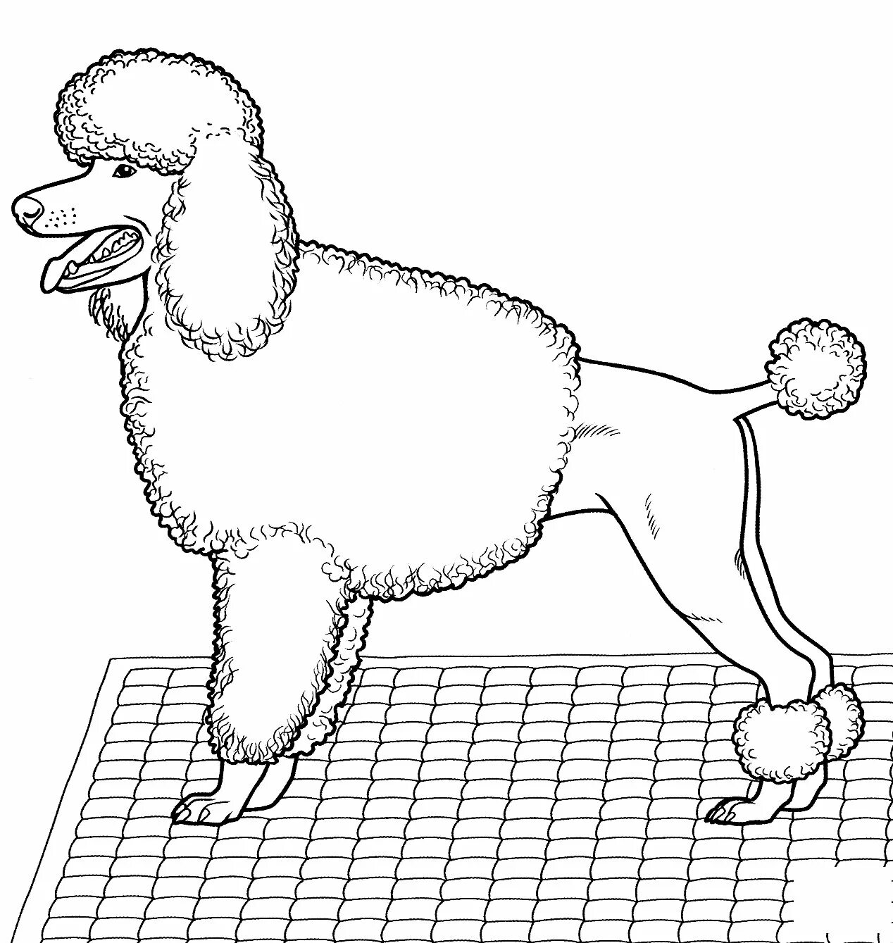 Exciting poodle coloring book for kids