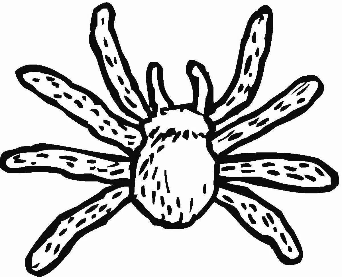 Great spider coloring page for students