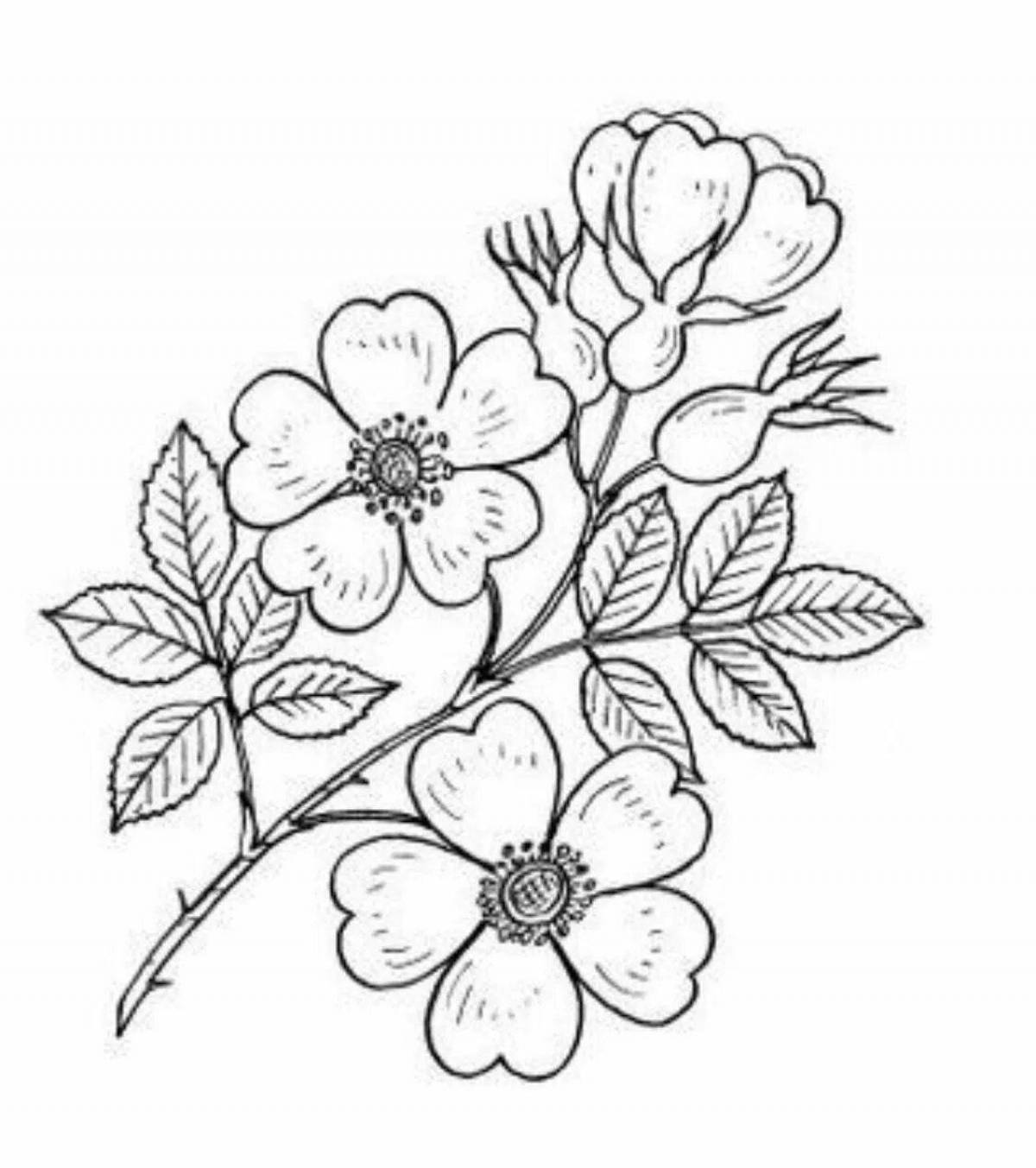 Colorful rosehip coloring page for kids