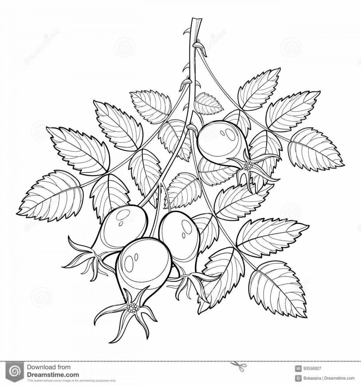 Photo Great rosehip coloring book for babies