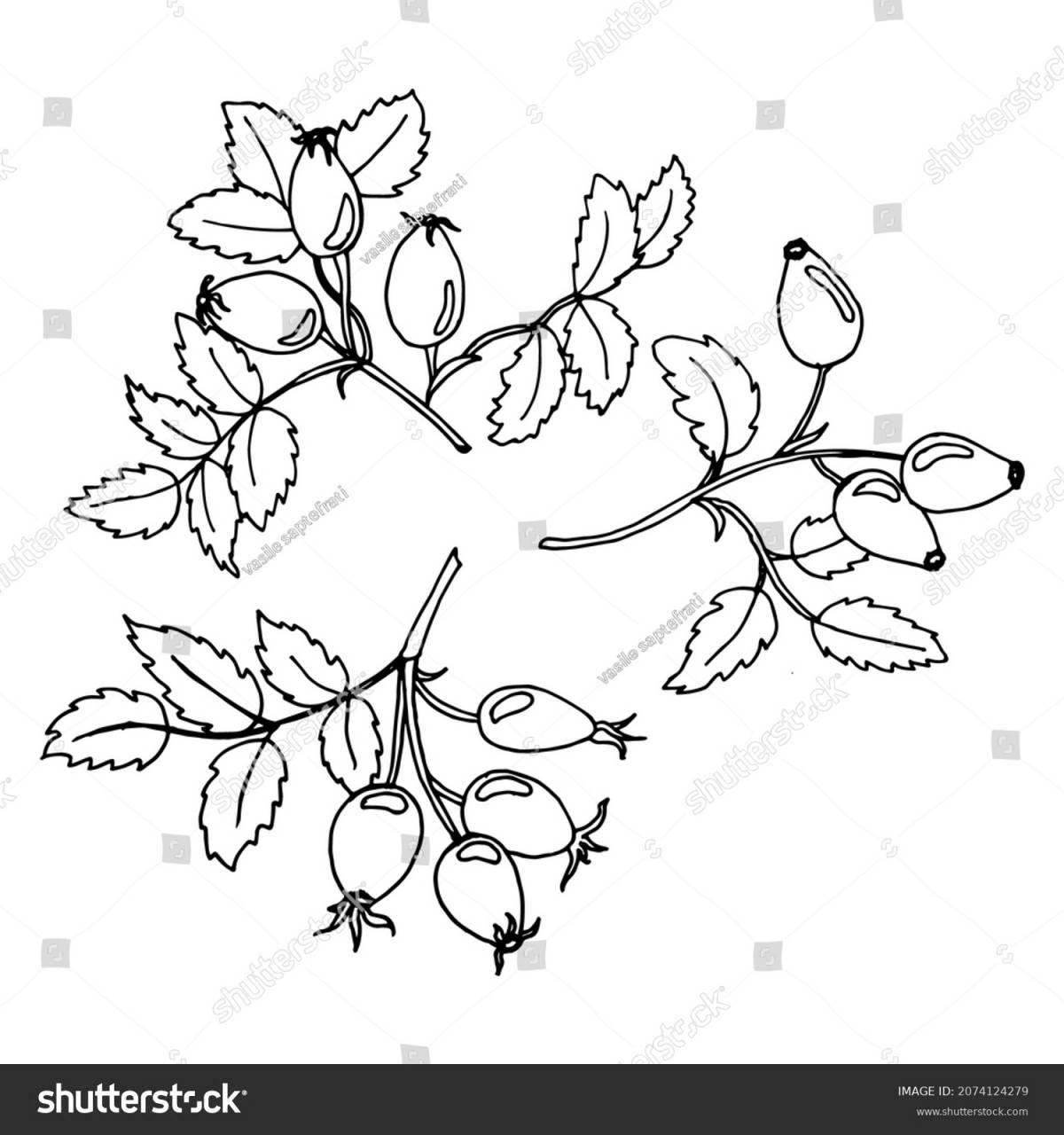 Refreshing rosehip coloring page for preschoolers
