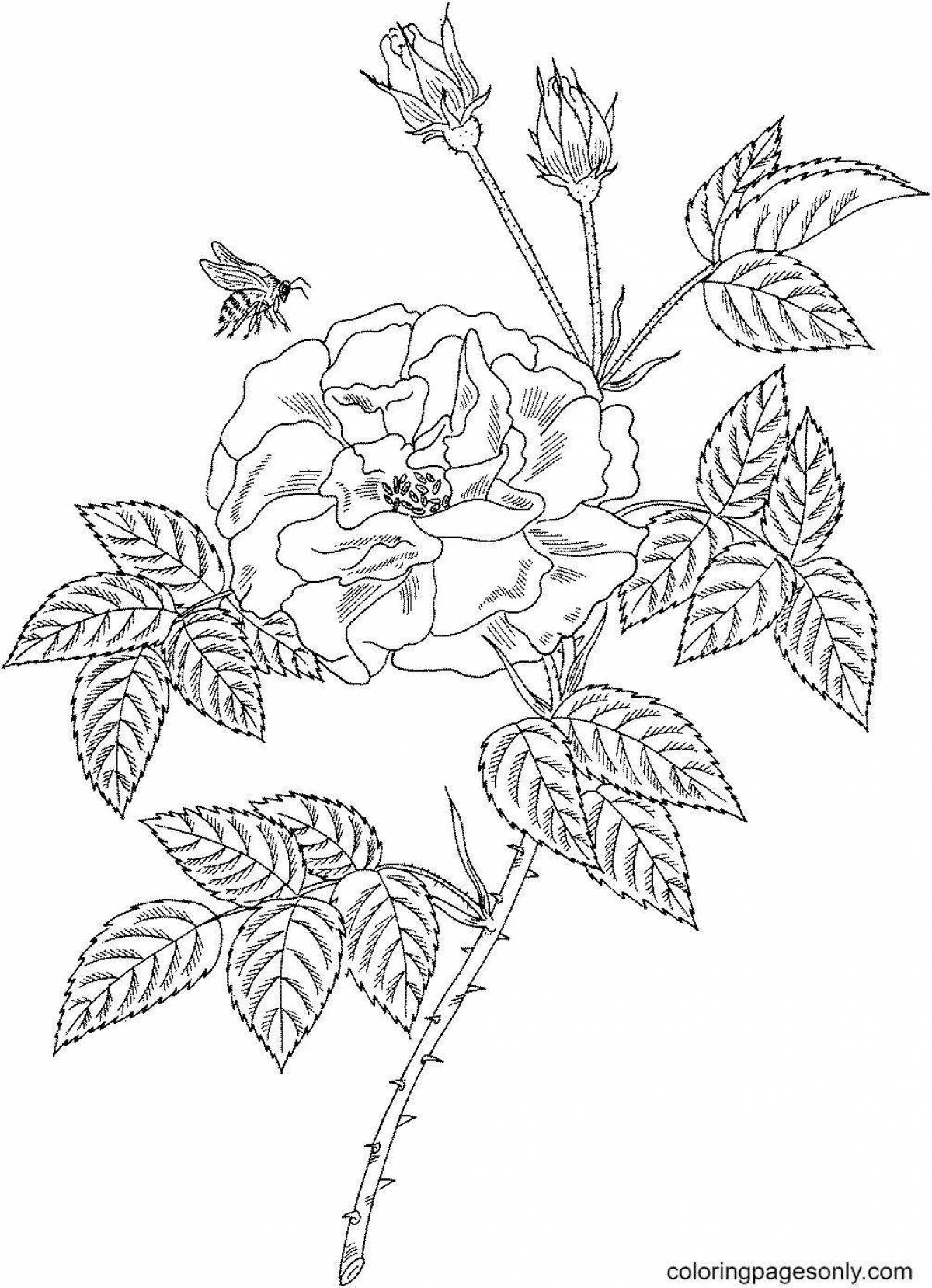 Great rosehip coloring book for kids