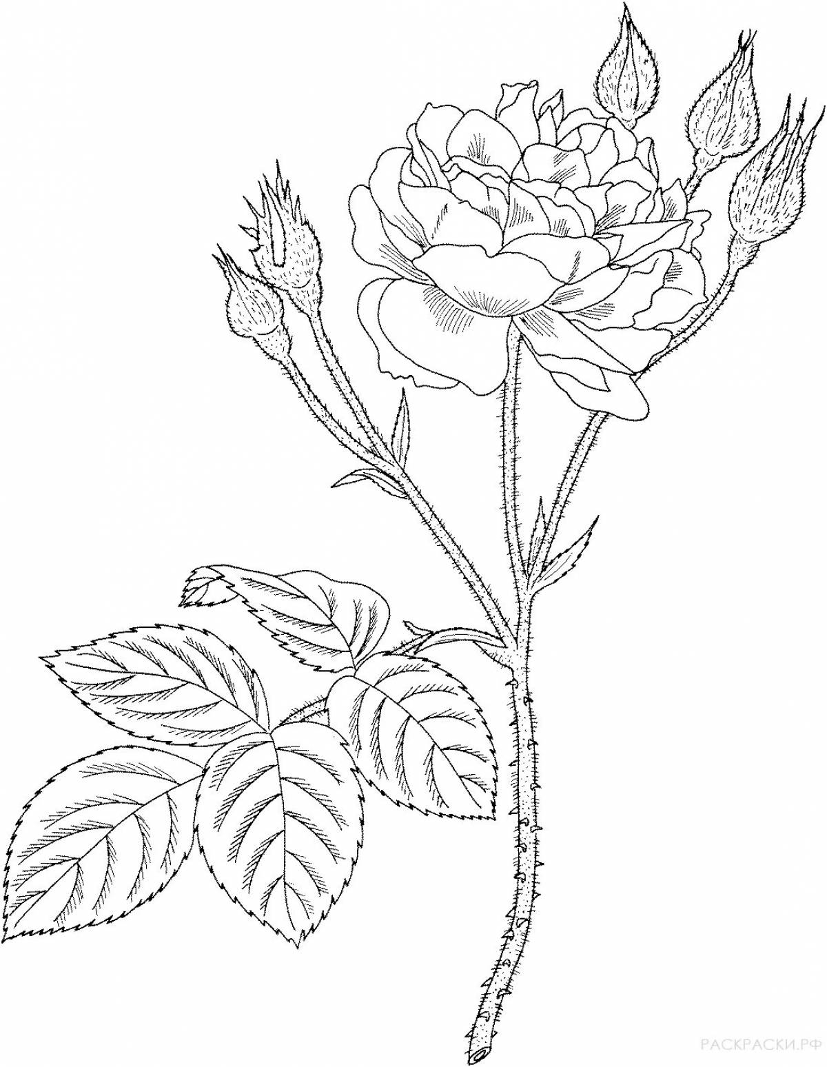 Adorable Rosehip Coloring Page for Toddlers