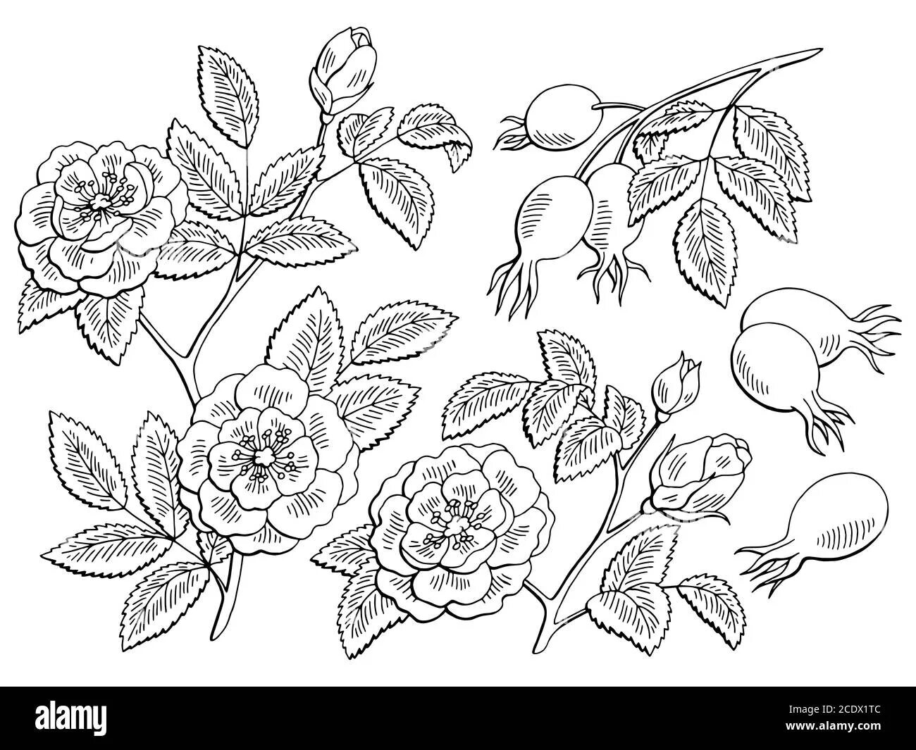 Colourful rosehip coloring book for preschoolers