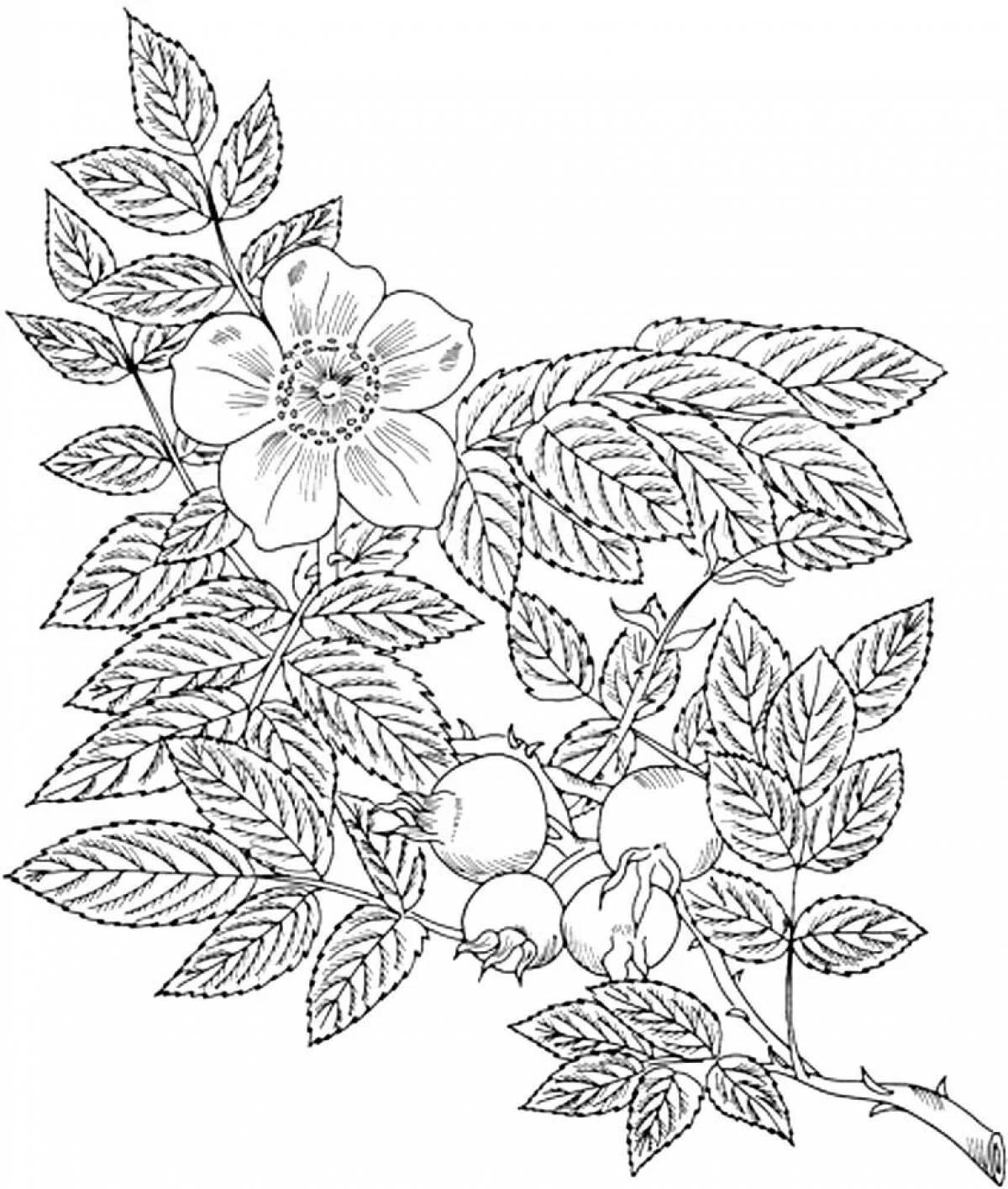 Glamorous Rosehip Coloring for Beginners