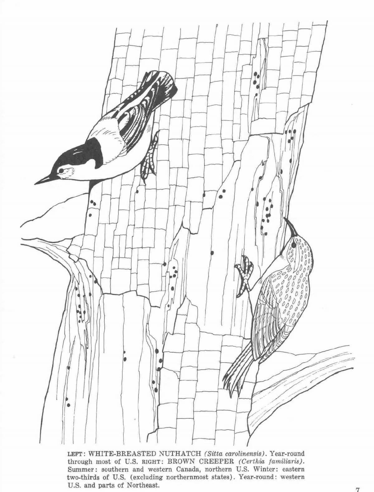 Coloring nuthatch for the little ones