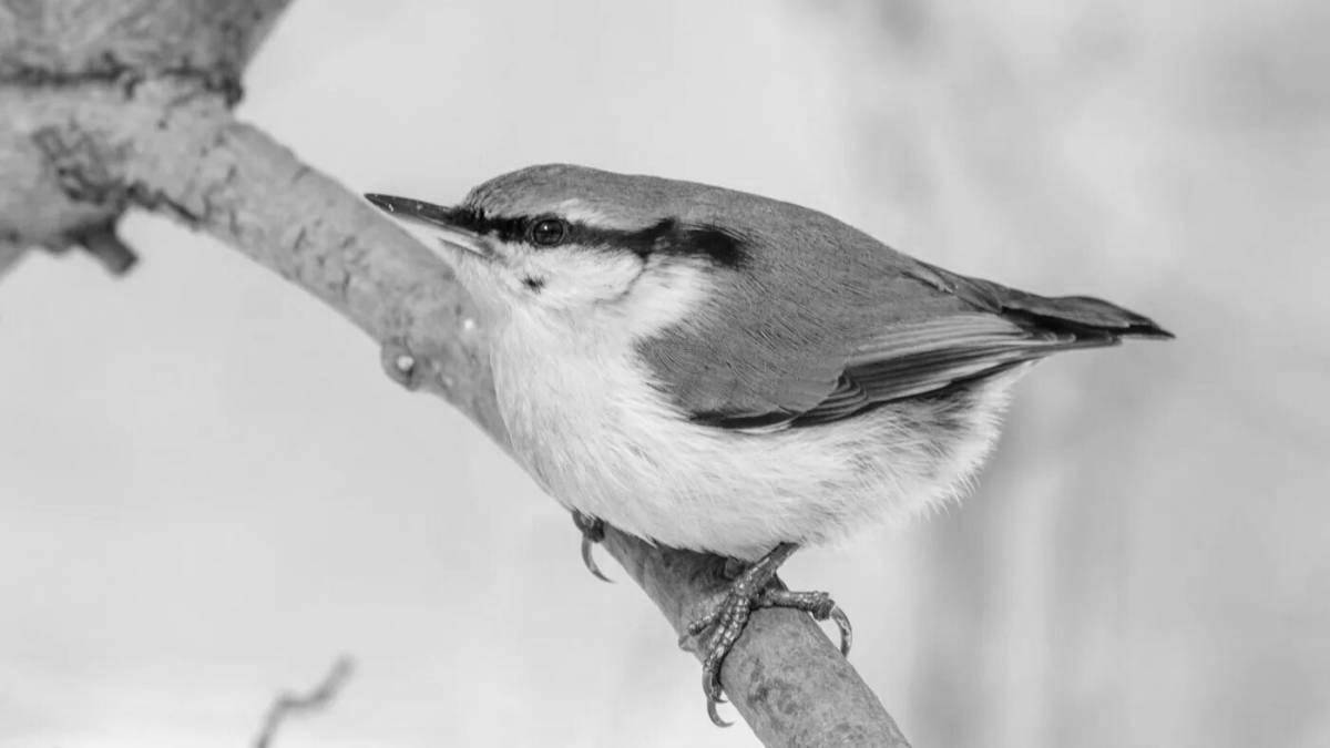 Nututatch fun coloring for kids