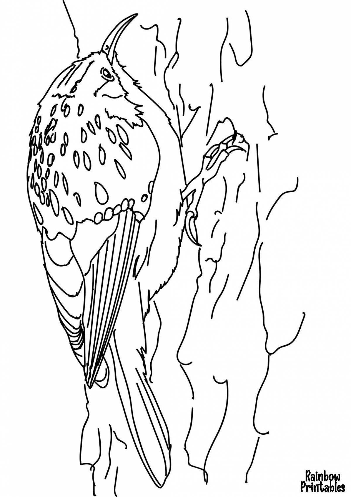 Adorable nuthatch coloring book for kids