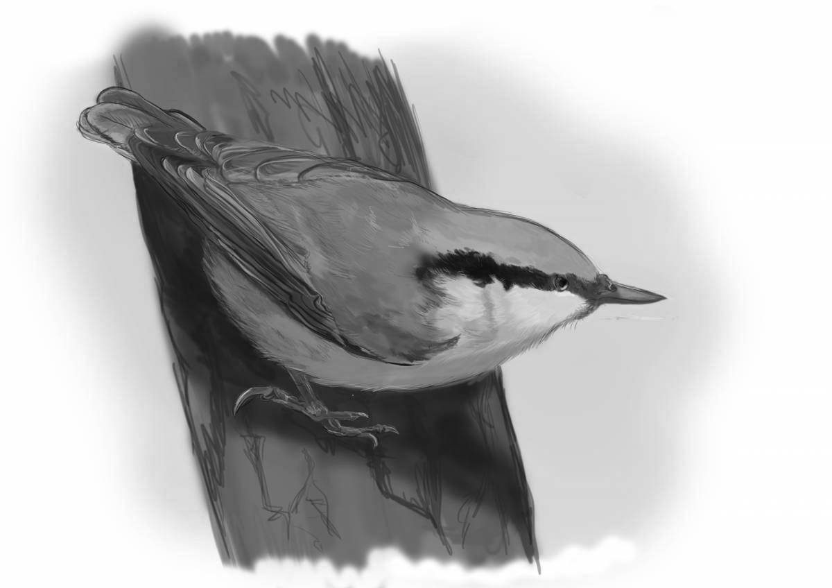 Fantastic coloring book nuthatch for babies