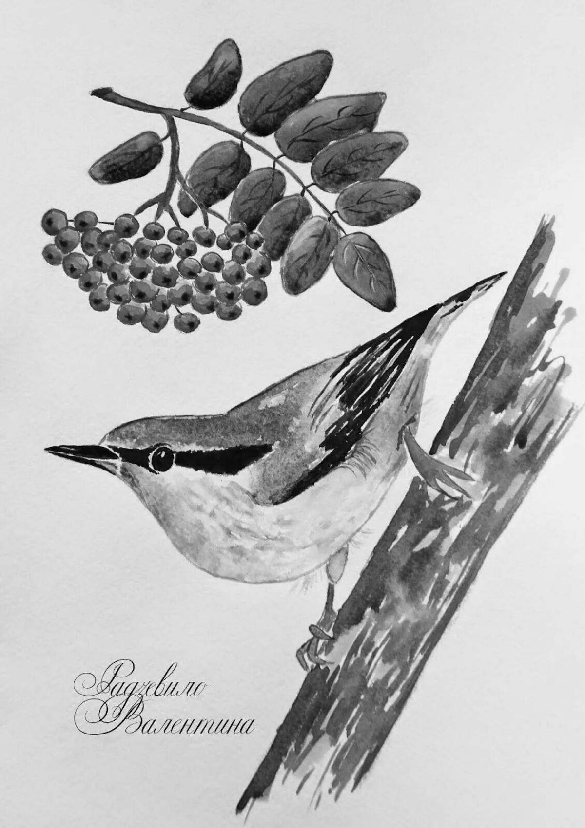 Cute nuthatch coloring for kids