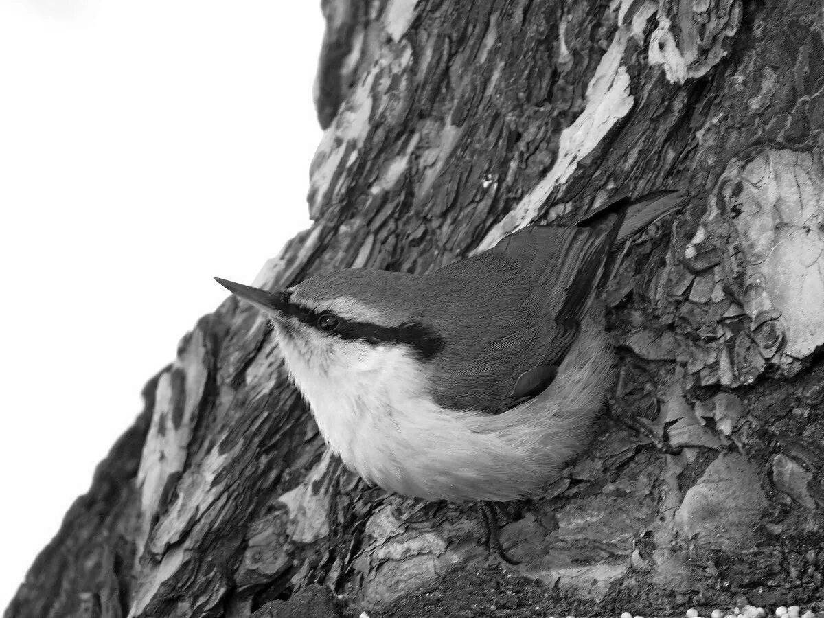 Playful coloring book nuthatch for preschoolers
