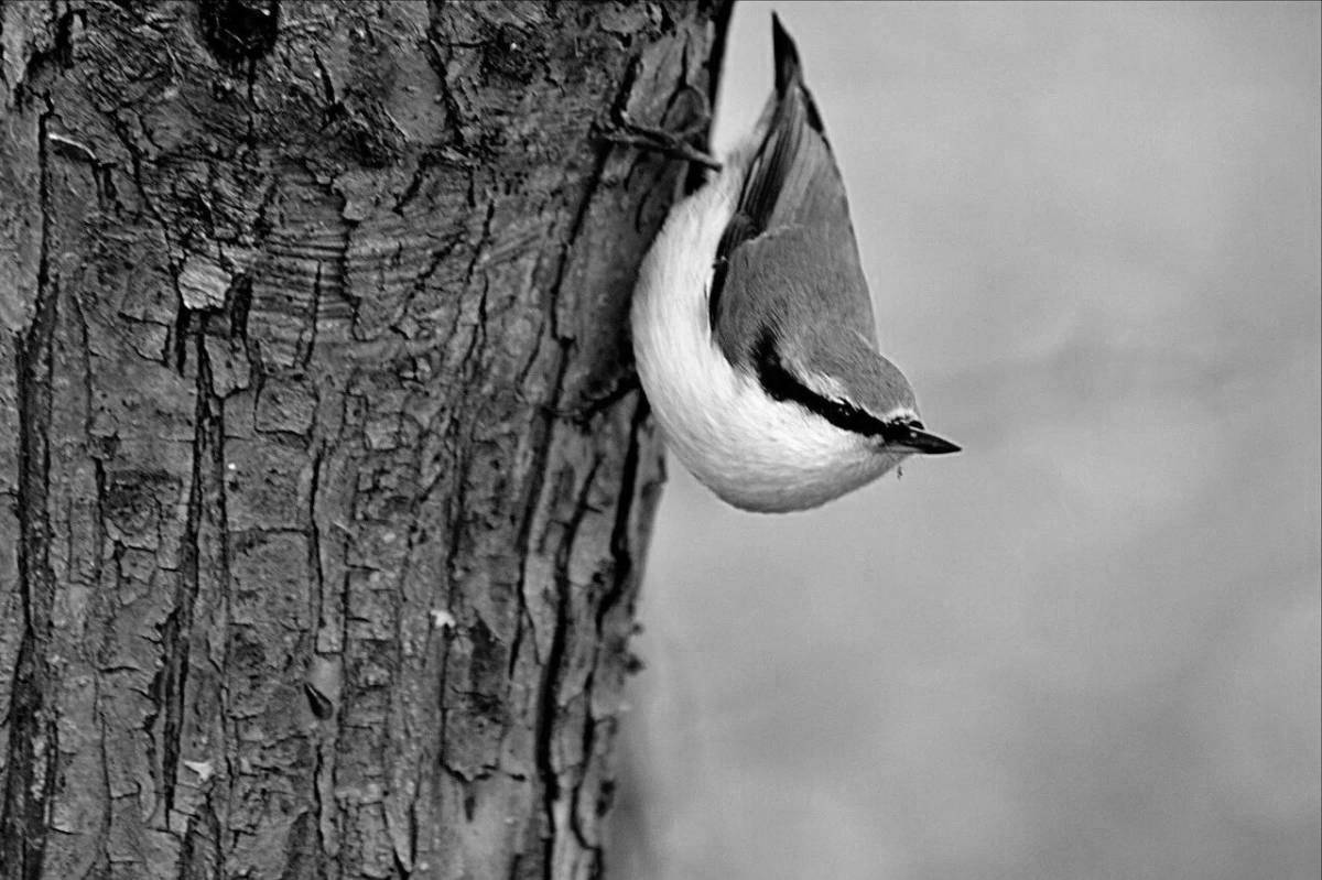 Shiny Nuthatch coloring book for teenagers