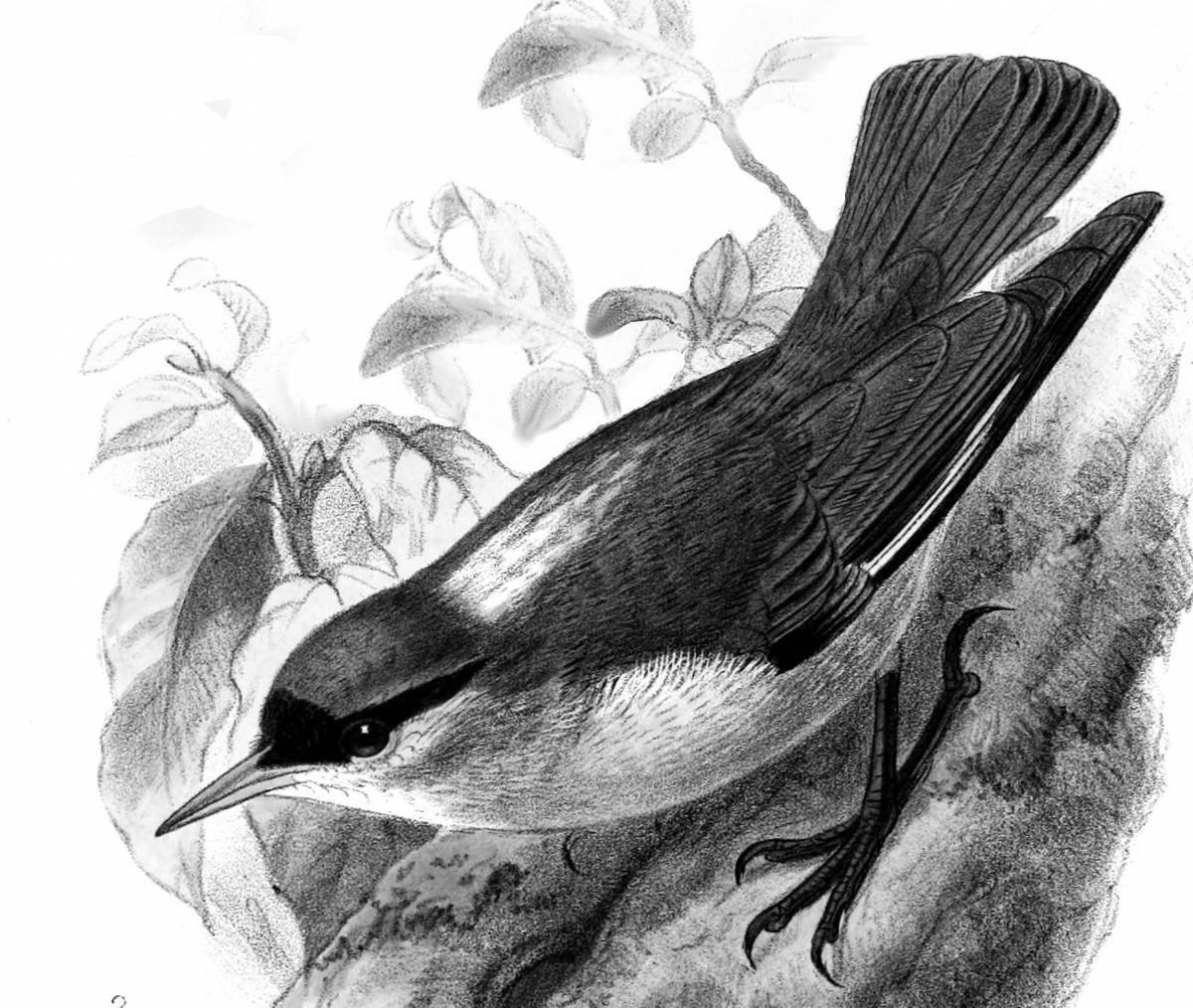Great nuthatch coloring book for schoolchildren