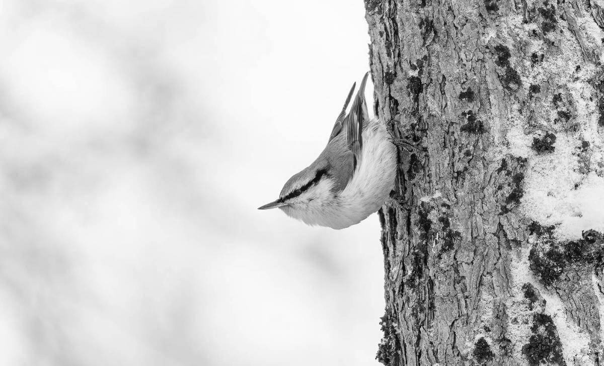 Amazing coloring book nuthatch for students