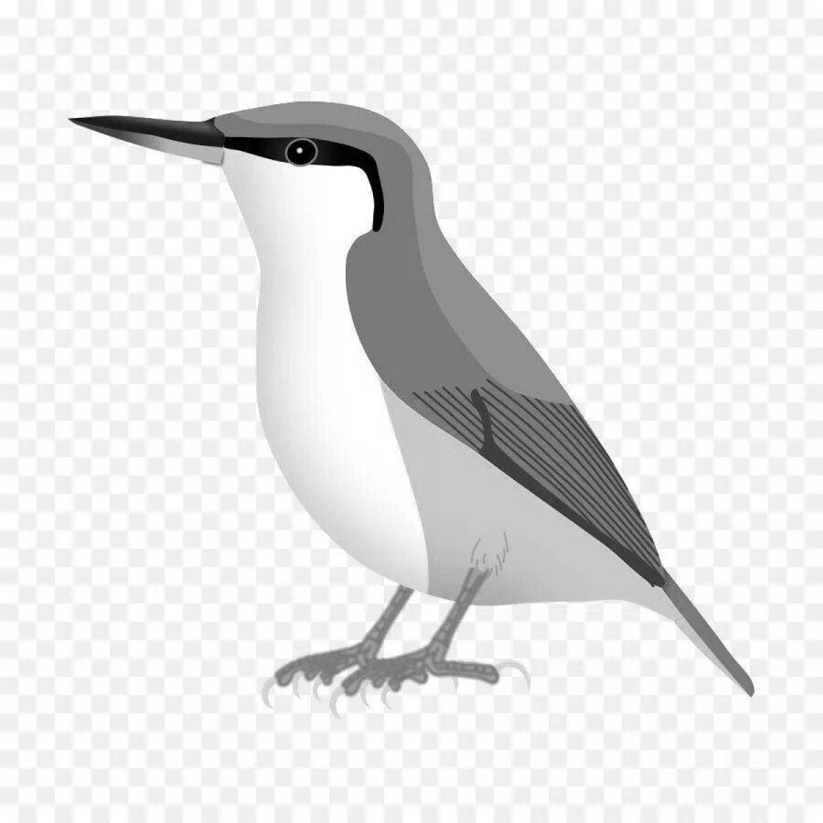 Sweet nuthatch coloring for kids