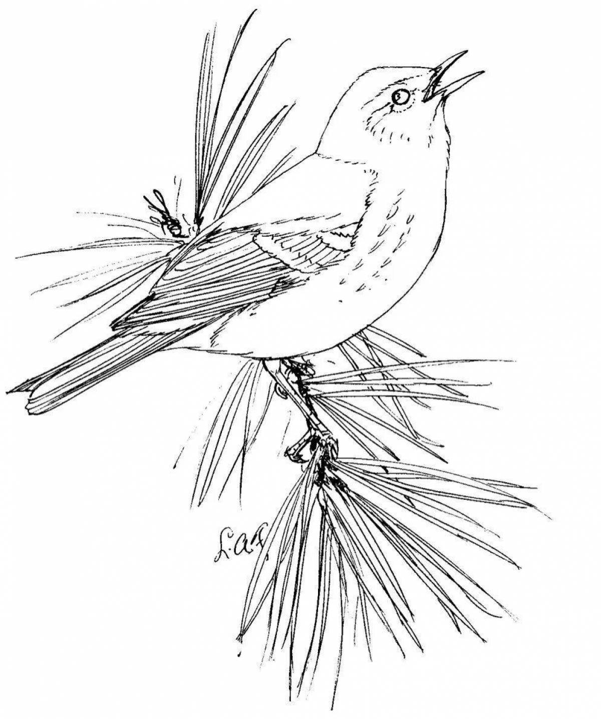 Amazing coloring book nuthatch for kids